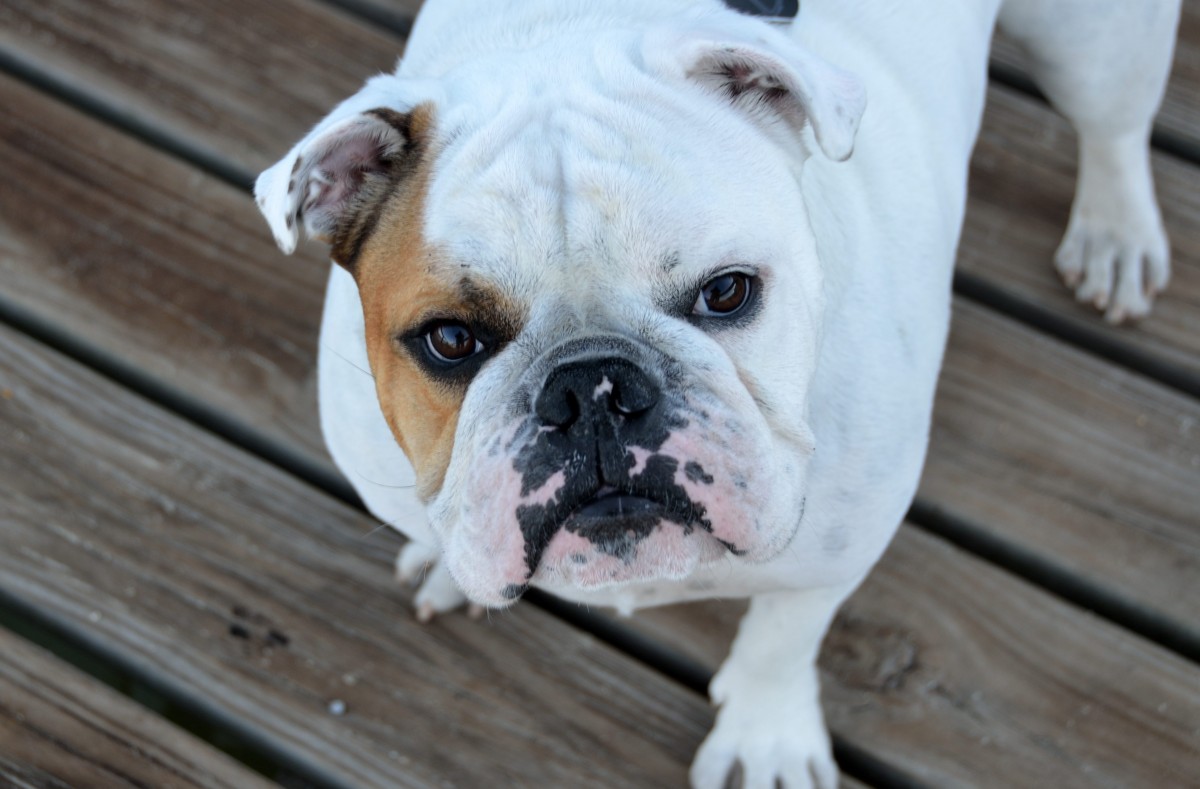 bulldog looking up