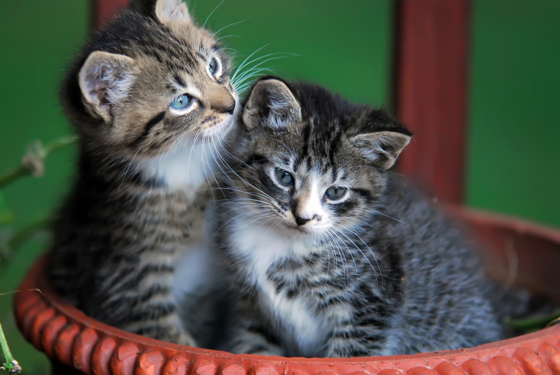 Two kittens in a planter