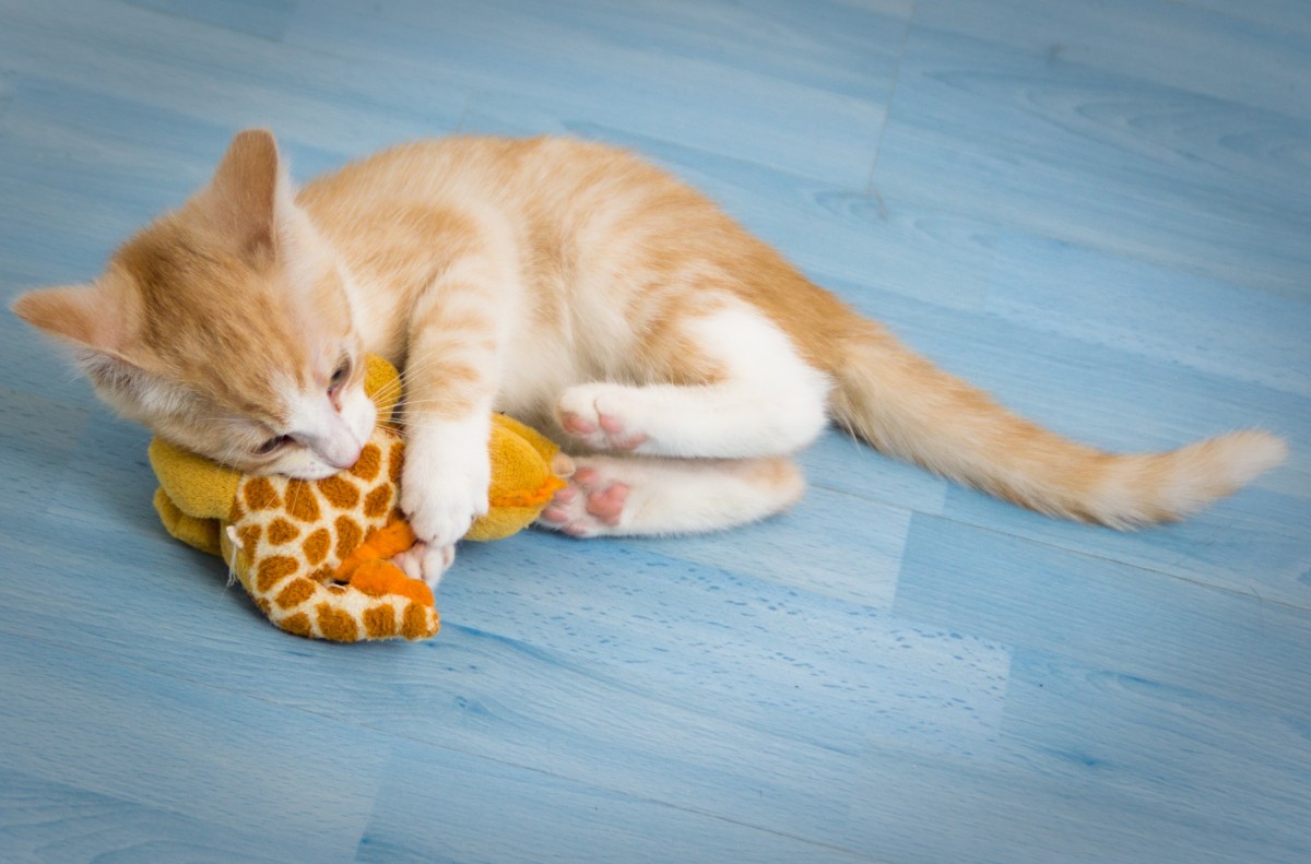 Orange tabby kitten playing with toys